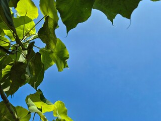 Bright green leaves framing a vibrant blue sky on a sunny day viewed from below with copy space.