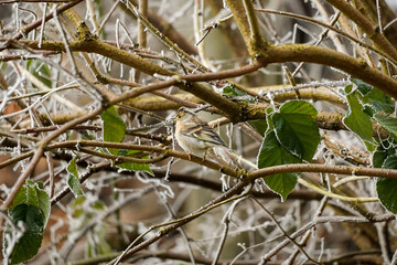 Cute sparrow bird (Passer domesticus) perching on frosty branch with fluffed up feathers from the cold winter morning