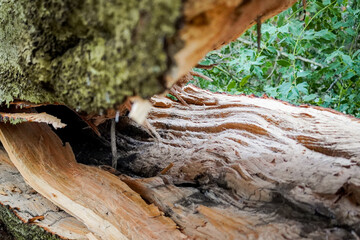 Close up of split tree trunk of a fallen tree where you can see all the wood fibers inside