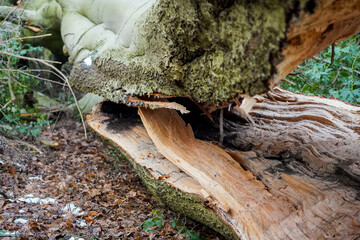 Fallen tree with splitting tree trunk in half showing everything inside the wood timber in the forest