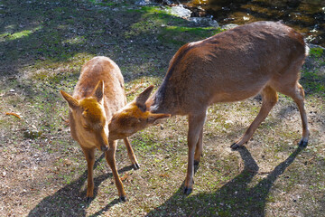 安芸の宮島の親子鹿