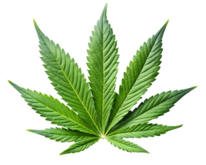 Single cannabis leaf isolated on transparent background