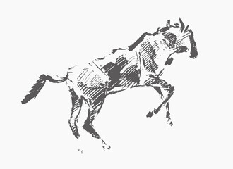 Wildebeast hand draw
