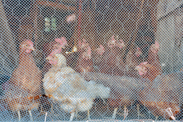Chickens inside the chicken coop through the wire mesh. © LFRabanedo