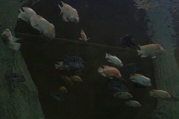 Fish and snakes displayed in separate enclosures at the zoo, showcasing aquatic and reptile species