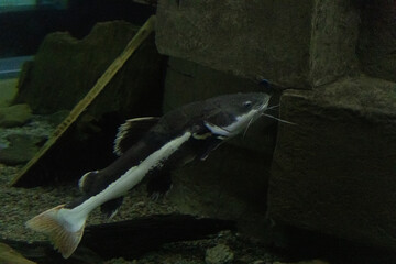Fish and snakes displayed in separate enclosures at the zoo, showcasing aquatic and reptile species