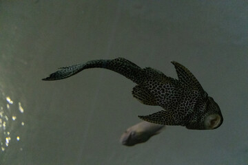 Fish and snakes displayed in separate enclosures at the zoo, showcasing aquatic and reptile species