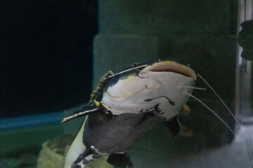 Fish and snakes displayed in separate enclosures at the zoo, showcasing aquatic and reptile species