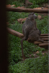 Mother baboon carrying her baby, highlighting the bond between primates