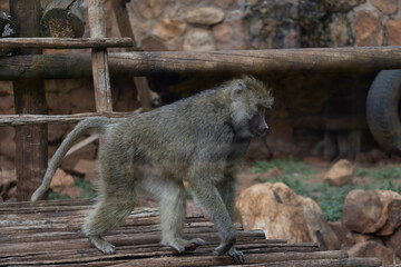 Obraz premium Mother baboon carrying her baby, highlighting the bond between primates