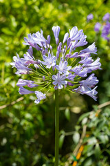 African Lily or Agapanthus praecox in bloom