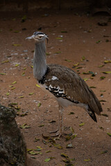 Various birds from different habitats coexisting in a vibrant outdoor environment.