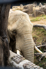 Close-up of an elephant’s face showing textured skin and long tusks in natural habitat.