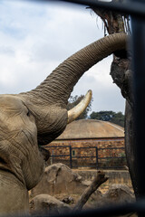 Close-up of an elephant’s face showing textured skin and long tusks in natural habitat.