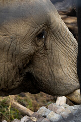 Close-up of an elephant’s face showing textured skin and long tusks in natural habitat.