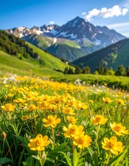 Obraz premium Vibrant yellow wildflowers bloom in a lush green meadow, set against a softly blurred mountain backdrop