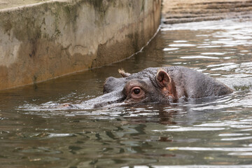 Hippos in a zoo environment demonstrating typical behaviors like swimming and resting