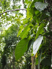 green leaves in the forest