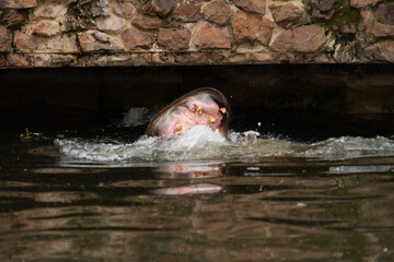 Hippos in a zoo environment demonstrating typical behaviors like swimming and resting