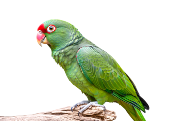 Green parrot with red face perched on a branch isolated on transparent background