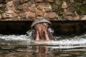 Hippos in a zoo environment demonstrating typical behaviors like swimming and resting