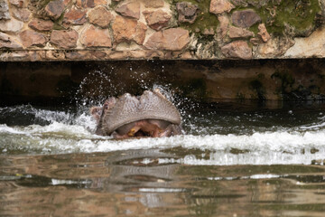 Hippos in a zoo environment demonstrating typical behaviors like swimming and resting