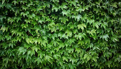 lush green leaves of vichi vine close up green wall in landscape design nature background