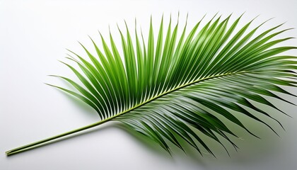 Obraz premium a realistic high quality vector image of a single bright green palm frond it features a central stem with numerous thin pointed leaflets and fine parallel veins set against a white background