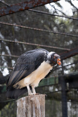 Various birds from different habitats coexisting in a vibrant outdoor environment.