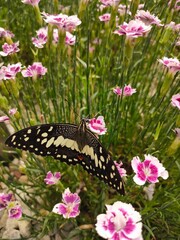 Butterfly on pink carnations in summer garden