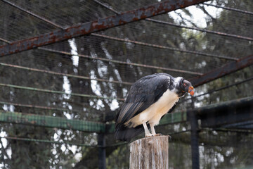 Various birds from different habitats coexisting in a vibrant outdoor environment.