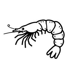 shrimp vector illustration