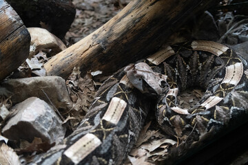 Fish and snakes displayed in separate enclosures at the zoo, showcasing aquatic and reptile species