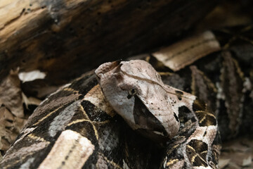 Fish and snakes displayed in separate enclosures at the zoo, showcasing aquatic and reptile species