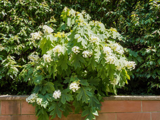 Eichenblättrige Hortensie oder Eichen-Hortensie (Hydrangea quercifolia) mit seinen grünen, gelappten Blättern und dekorativen weißen und rosa Blüten als Zierstrauch verwendet