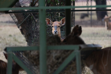 Portrait of a solitary buck staring into the distance in a dry bushveld landscape