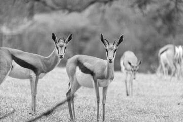 Portrait of a solitary buck staring into the distance in a dry bushveld landscape