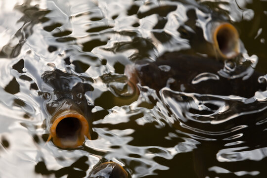 Fish and snakes displayed in separate enclosures at the zoo, showcasing aquatic and reptile species