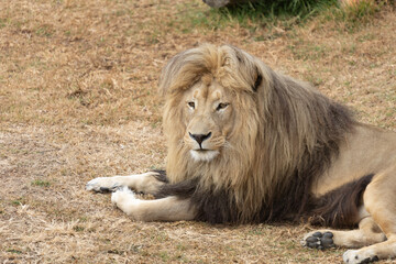 Powerful predators of the wild — a majestic lion and a fierce tiger captured in their natural strength and grace.