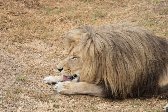 Powerful predators of the wild &mdash; a majestic lion and a fierce tiger captured in their natural strength and grace."