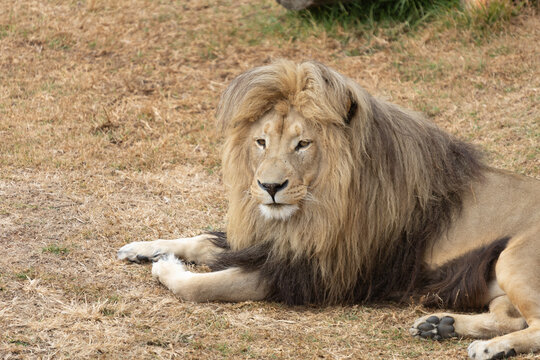 Powerful predators of the wild &mdash; a majestic lion and a fierce tiger captured in their natural strength and grace."