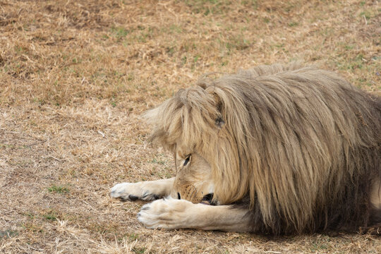 Powerful predators of the wild &mdash; a majestic lion and a fierce tiger captured in their natural strength and grace."