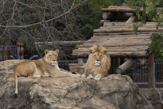 Powerful predators of the wild &mdash; a majestic lion and a fierce tiger captured in their natural strength and grace."