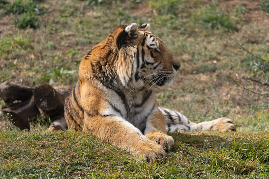 Powerful predators of the wild &mdash; a majestic lion and a fierce tiger captured in their natural strength and grace."