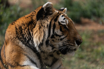 Powerful predators of the wild — a majestic lion and a fierce tiger captured in their natural strength and grace.