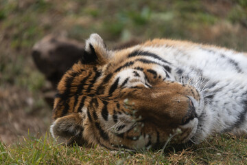 Powerful predators of the wild — a majestic lion and a fierce tiger captured in their natural strength and grace.