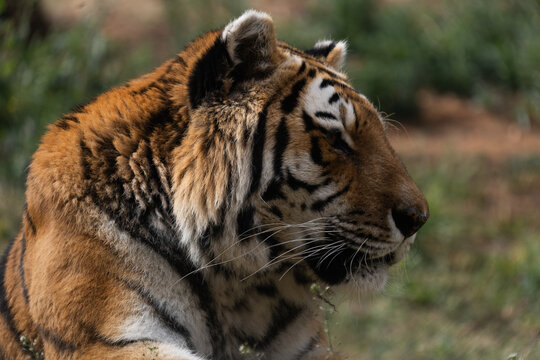 Powerful predators of the wild &mdash; a majestic lion and a fierce tiger captured in their natural strength and grace."