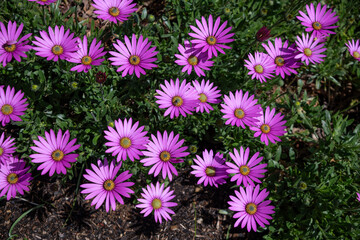 Close up of African daisy (osteospermum) flowers in bloom