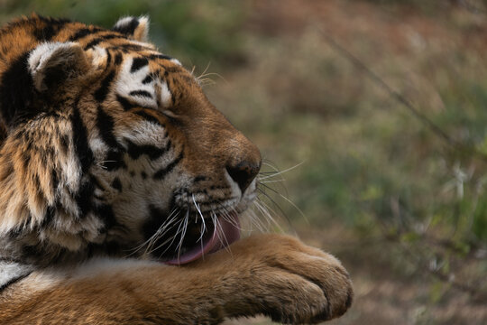 Powerful predators of the wild &mdash; a majestic lion and a fierce tiger captured in their natural strength and grace."