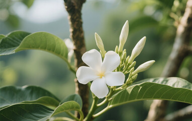 Fototapeta premium white flowers of a tree